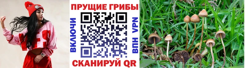 купить цена Высоцк blacksprut ONION Псилоцибиновые грибы ЛСД